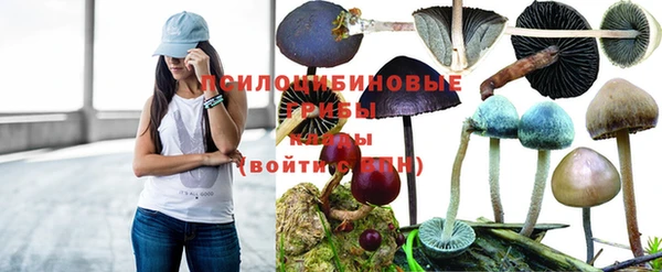 гашик Алексин